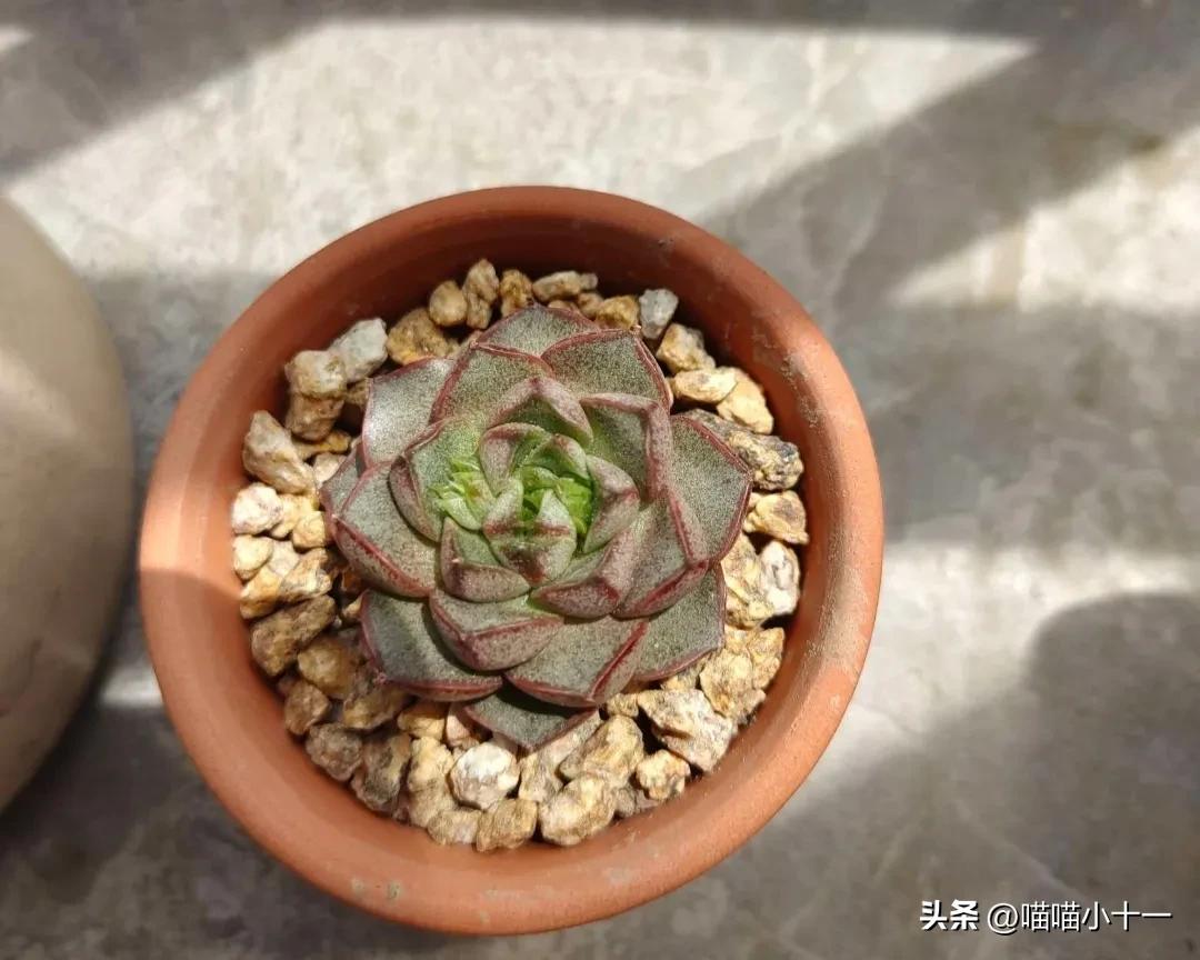 这10种多肉号称多肉界的奇葩,多肉最传统的100个种类