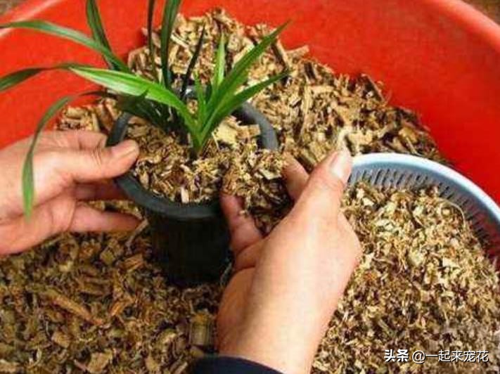 木屑种石斛兰花浇水正确方法,木屑养兰花视频教程