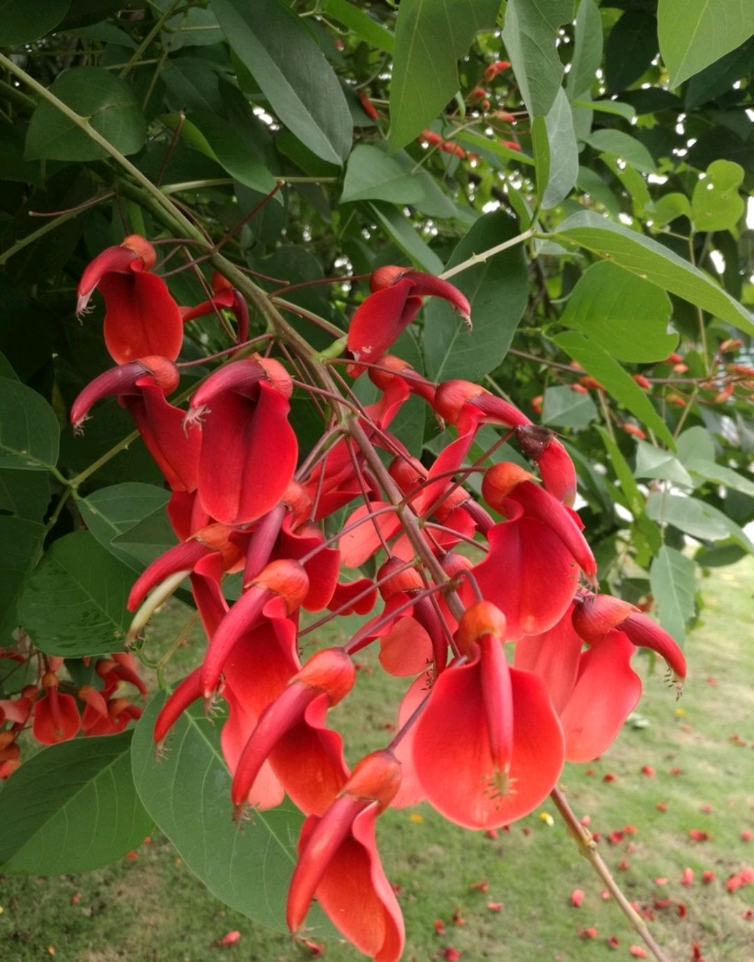 常见有毒花千万别碰,世上有毒的花和植物