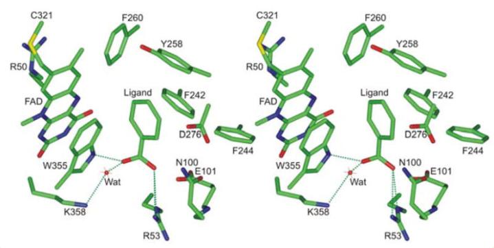 探究移动色氨酸是*霉素黄**抗生素合成黄素酶中内在电荷转移供体应用