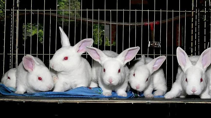 养殖场疾病,养殖兔子生病的状态和解决办法