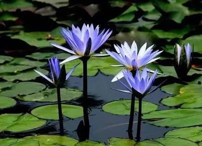 睡莲无比秀丽无比纯洁,蓝睡莲寓意