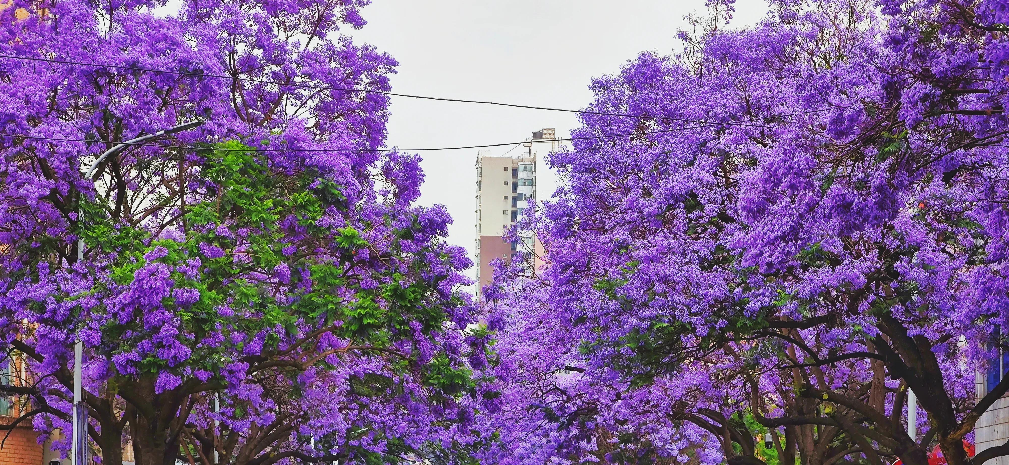 云南旅游攻略天气,云南旅游攻略6天5晚买一送一