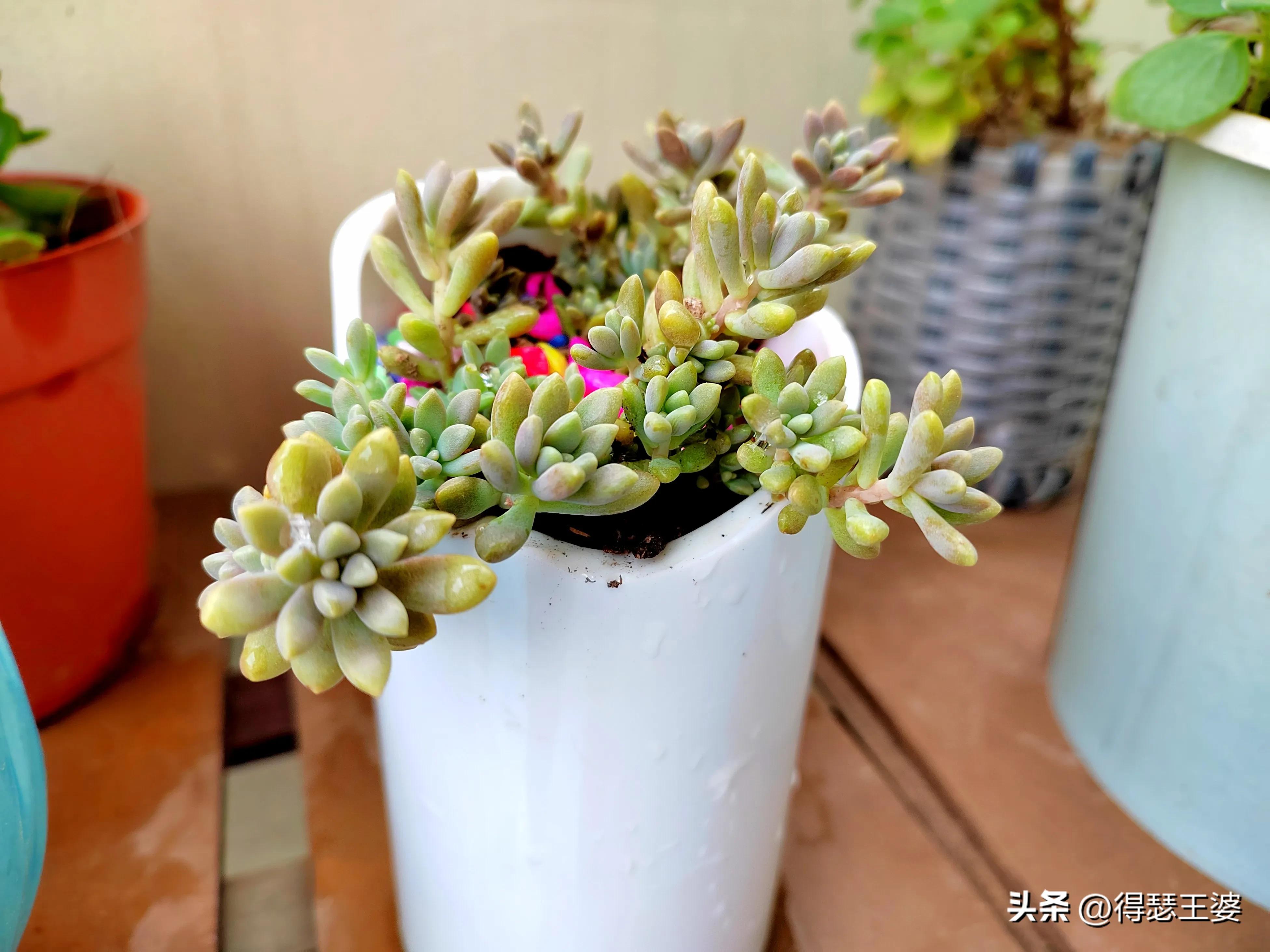 有什么办法切割酒瓶,陶瓷酒瓶如何切开种花