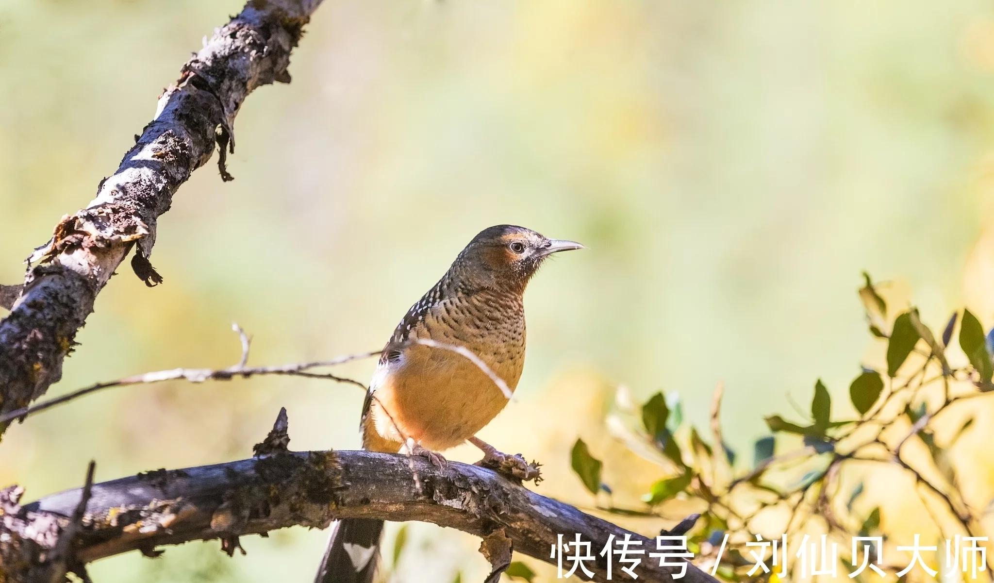 下山画眉鸟如何饲养,新手怎么养野生画眉