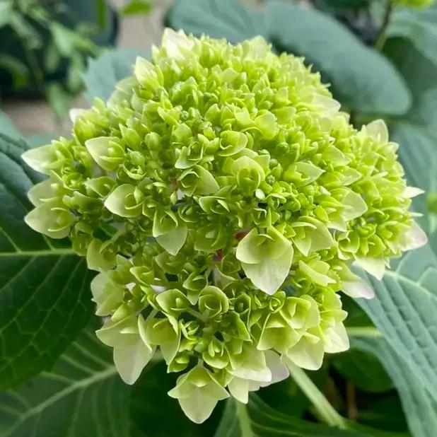 春夏之交，越来越多的花含苞欲放，这一百种娇媚蓓蕾真是美不胜收