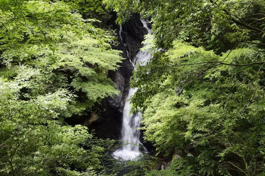 日本伊豆七彩神仙鱼,伊豆在日本哪个县