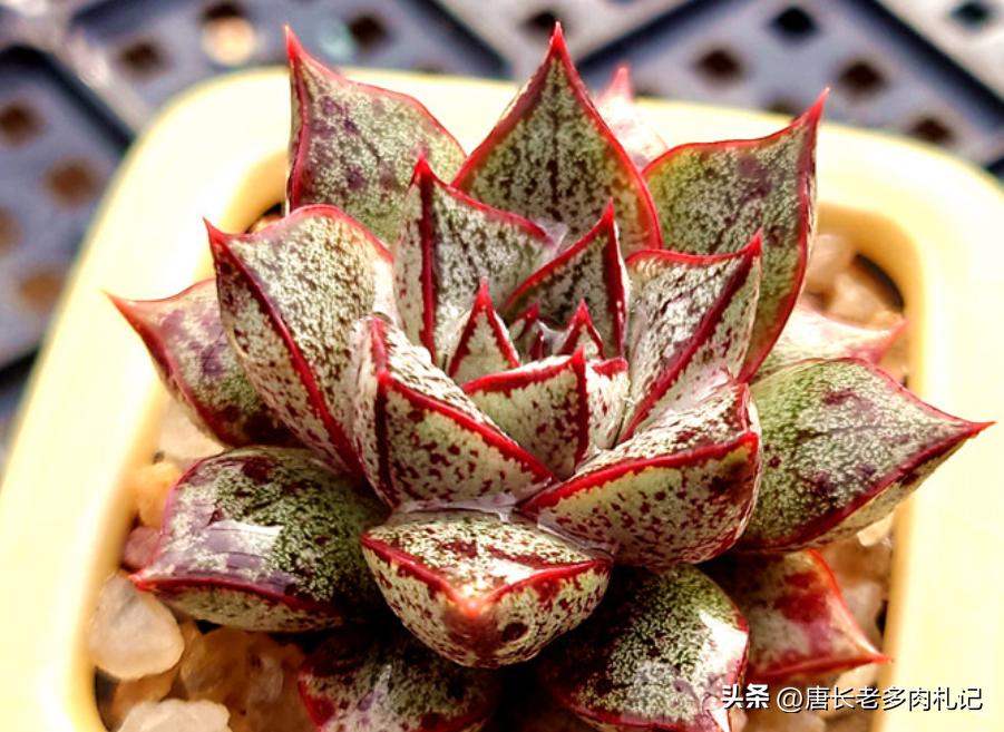 10种圆滚滚的多肉,10种漂亮多肉植物