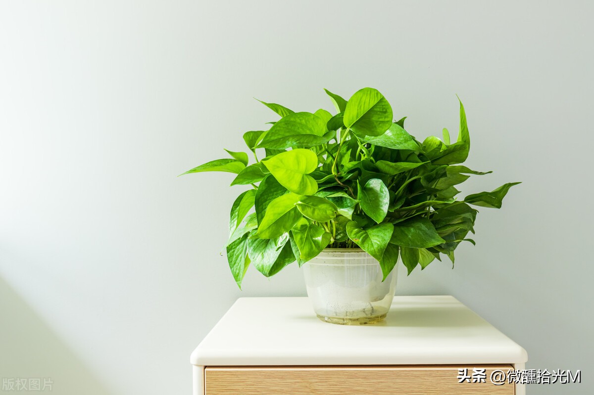 这几种植物千万别在家里养,这几种绿植不要在室内养