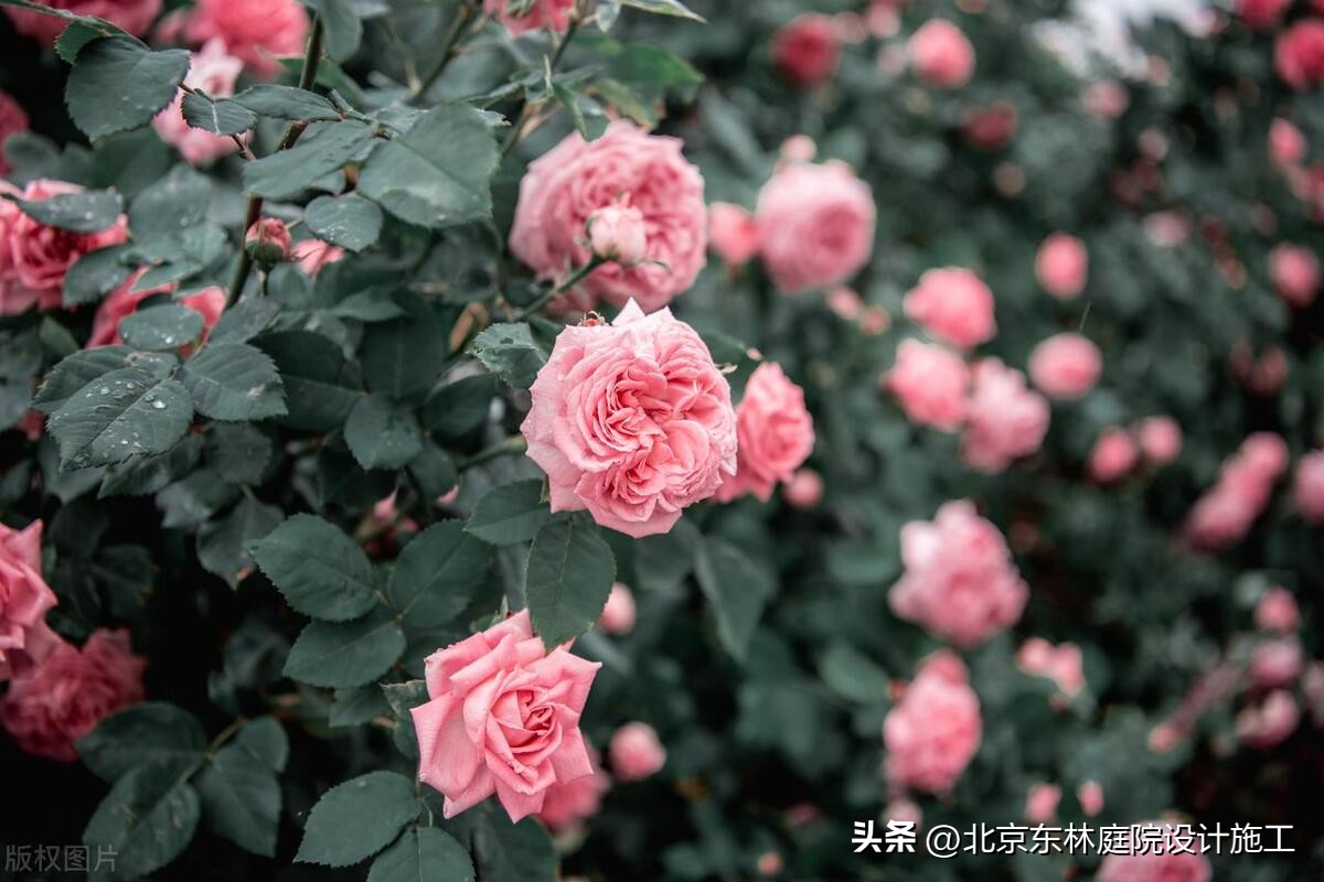 雨天怎么给植物光照,下雨天如何帮植物挡雨