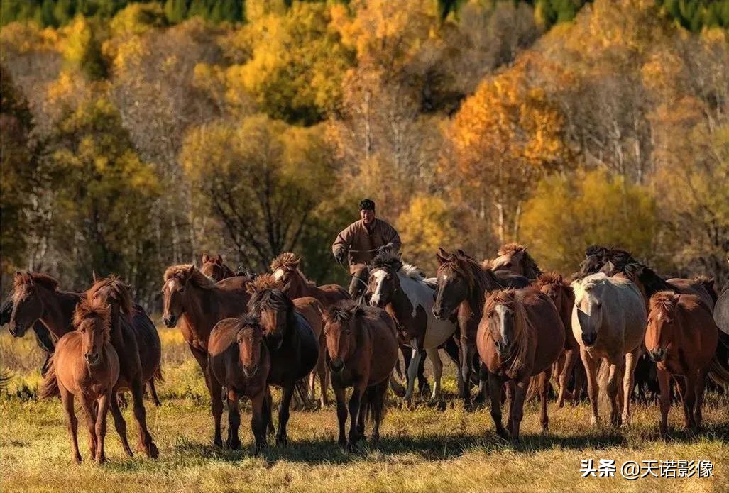 徕卡德味视频,徕卡德味是怎么形成的