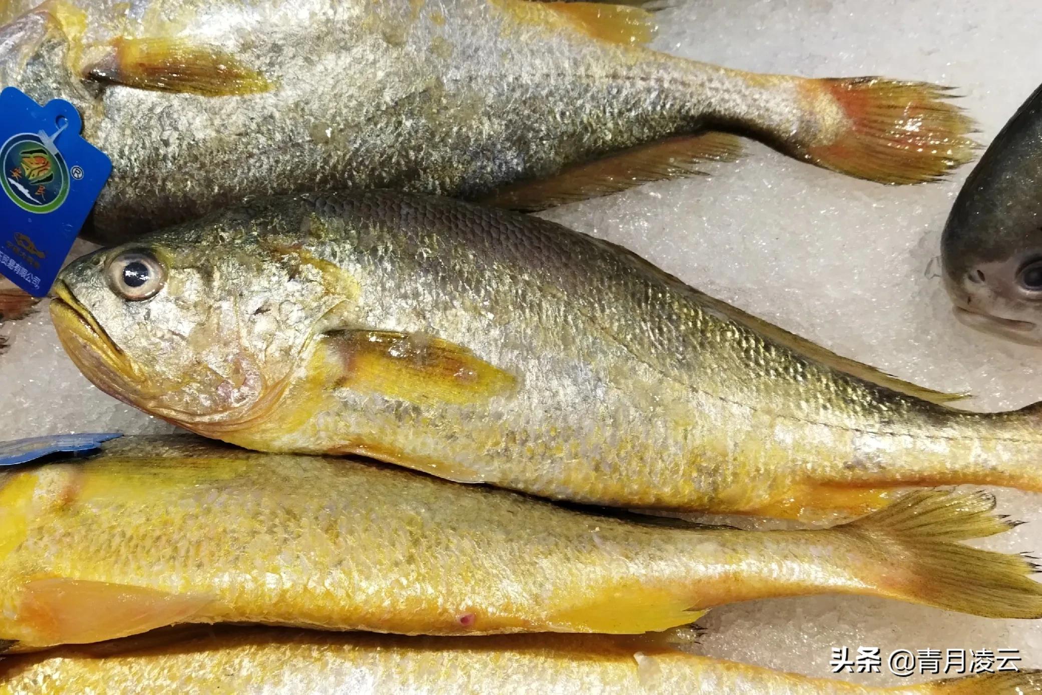 海鲜市场常见海产品图鉴,海鲜市场常见海产品图鉴表图例