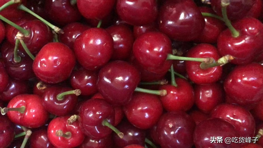 车厘子和大樱桃叶子区分,车厘子和樱桃分不清