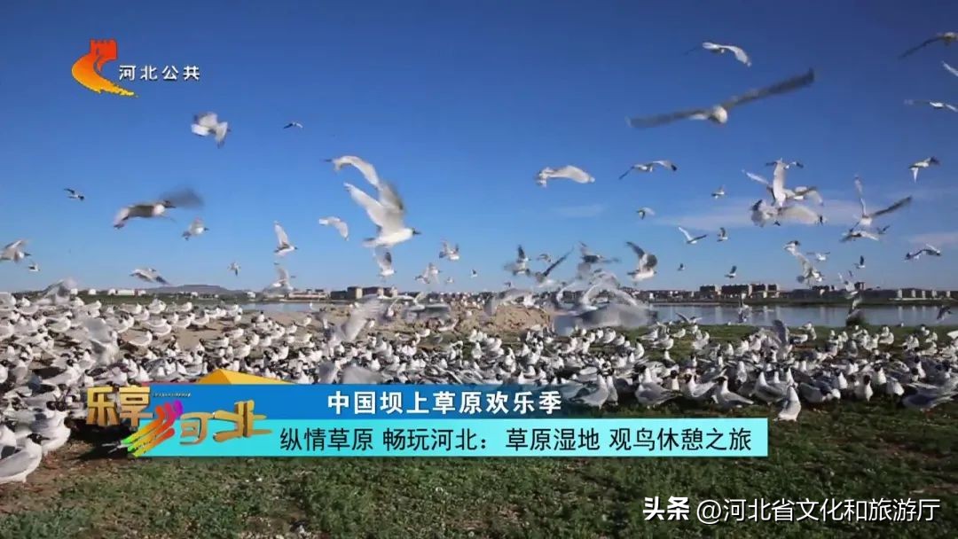 湿地草原坝上草原,河北省坝上草原旅游攻略