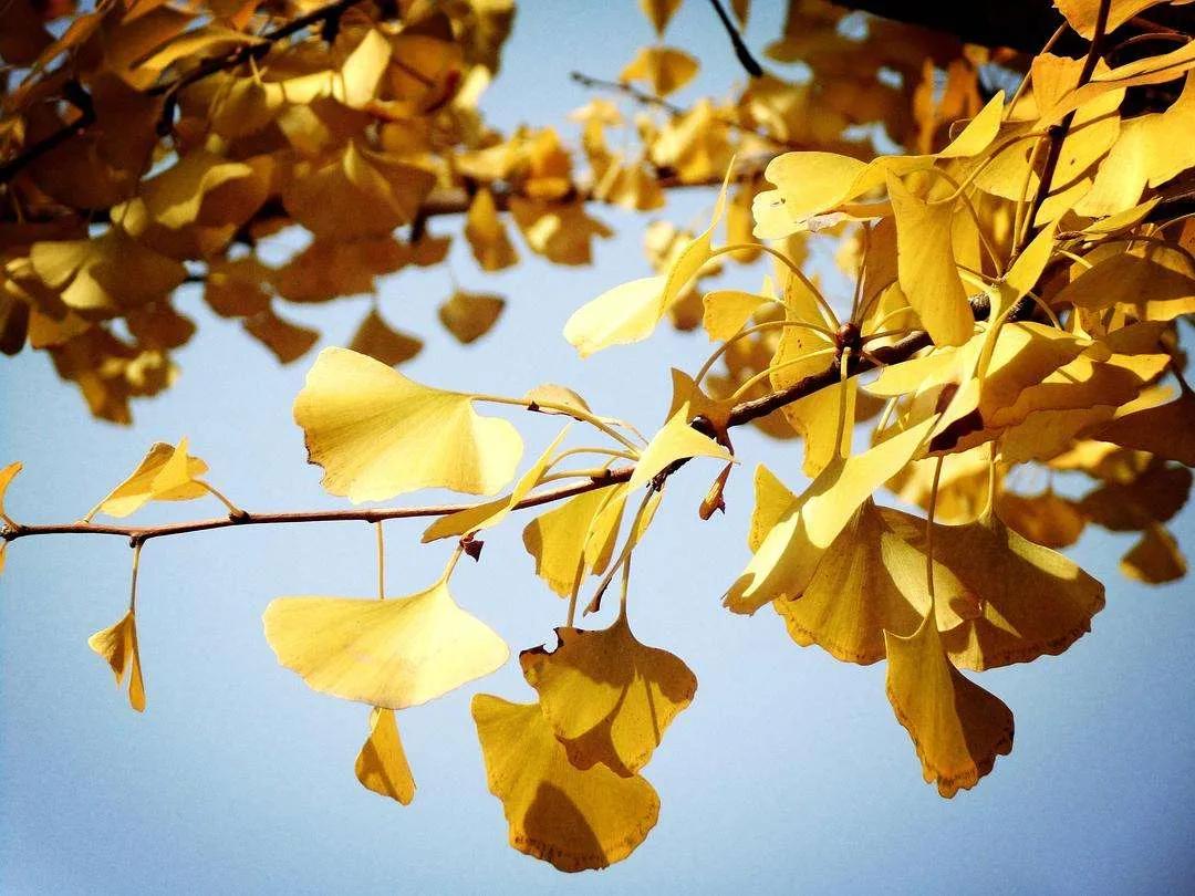 收集与五有关的文化常识,语文必修五文化常识