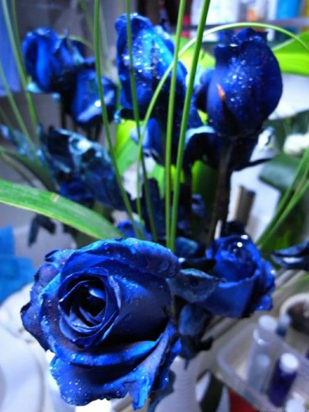 月季蔷薇玫瑰三者的区别图,蔷薇月季玫瑰的区别和联系