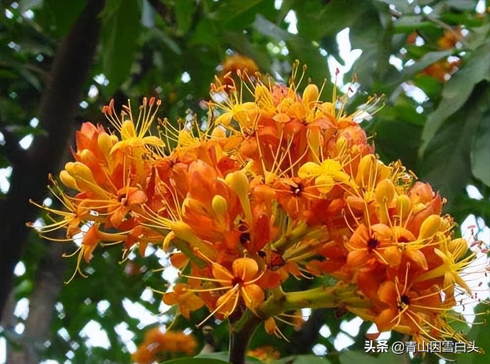 桉树45亩亩产7吨可以卖多少钱,荒地种植100亩利润