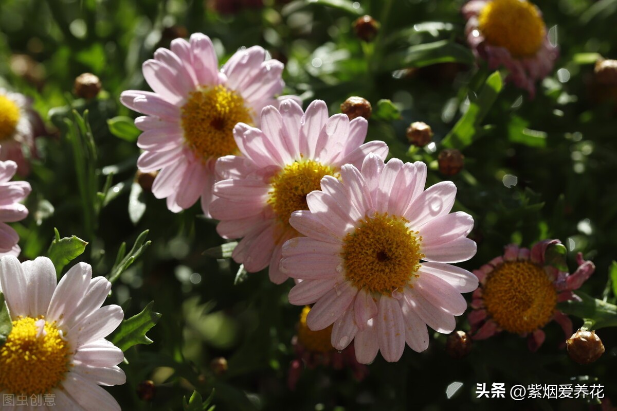 一丛黄菊花图片欣赏,五颜六色姹紫嫣红的鲜花