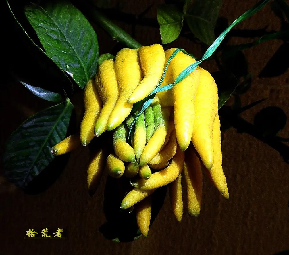 景观植物观果佛手图片高清,长得像佛手一样的东西叫什么植物