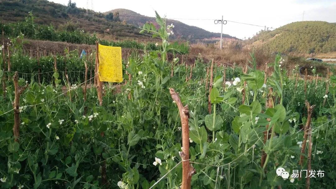 易门豌豆种子,易门种植专用农业产品