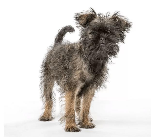 世界上最小的犬种吉娃娃,世界上最小的犬种