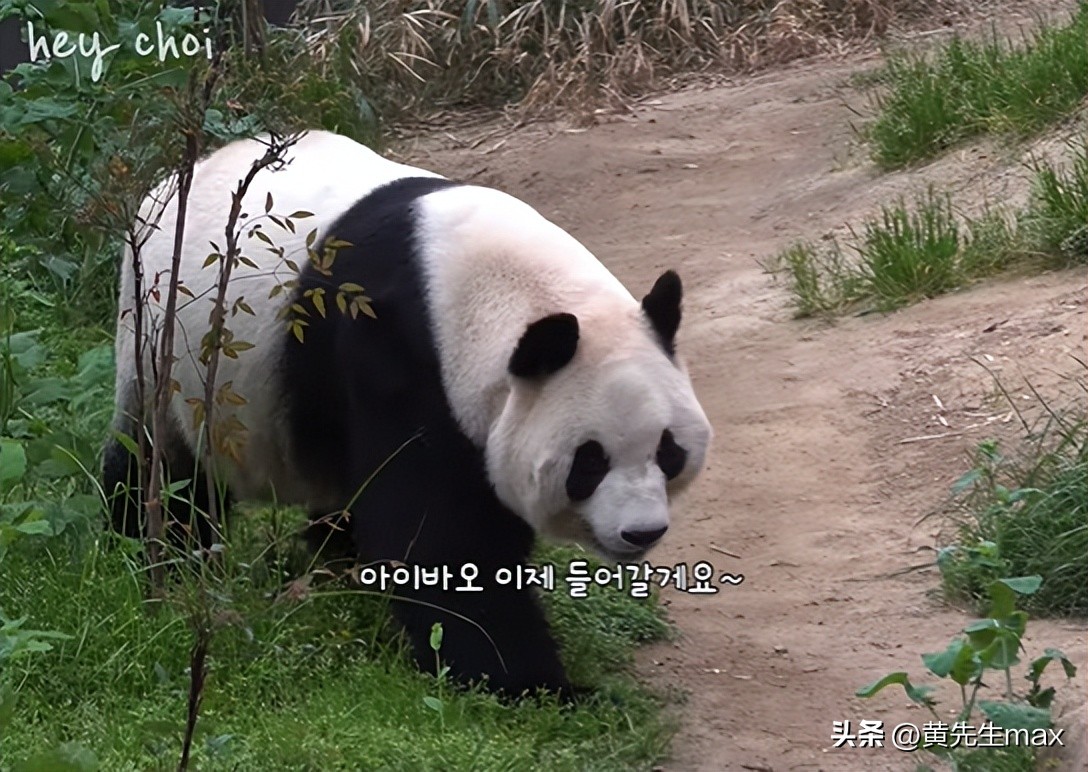 福宝回国姜爷爷会来中国看福宝吗,福宝回中国后还能与姜爷爷见面吗