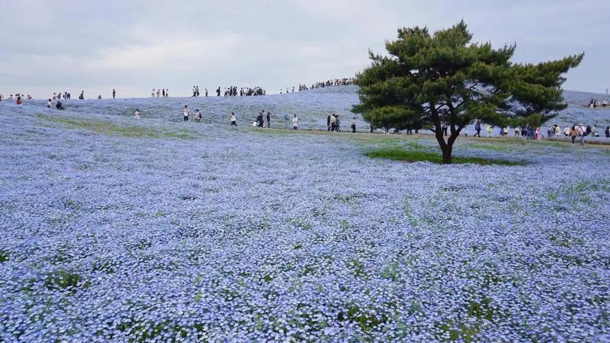 日本茨城县风景图,茨城县旅行