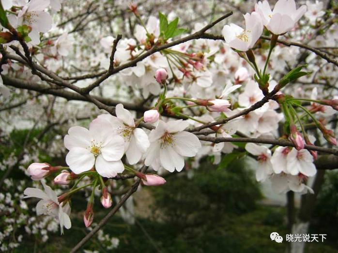 中日文化交流史导论,中日文化交流史视频