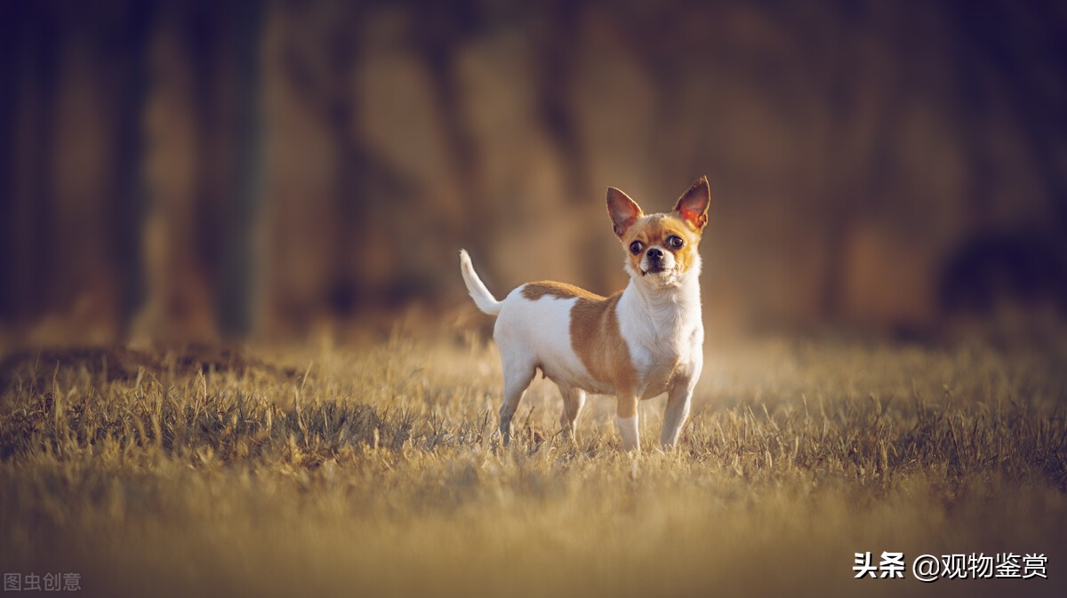 养小狗最好的狗是什么品种,长不大的小狗狗有哪些品种的
