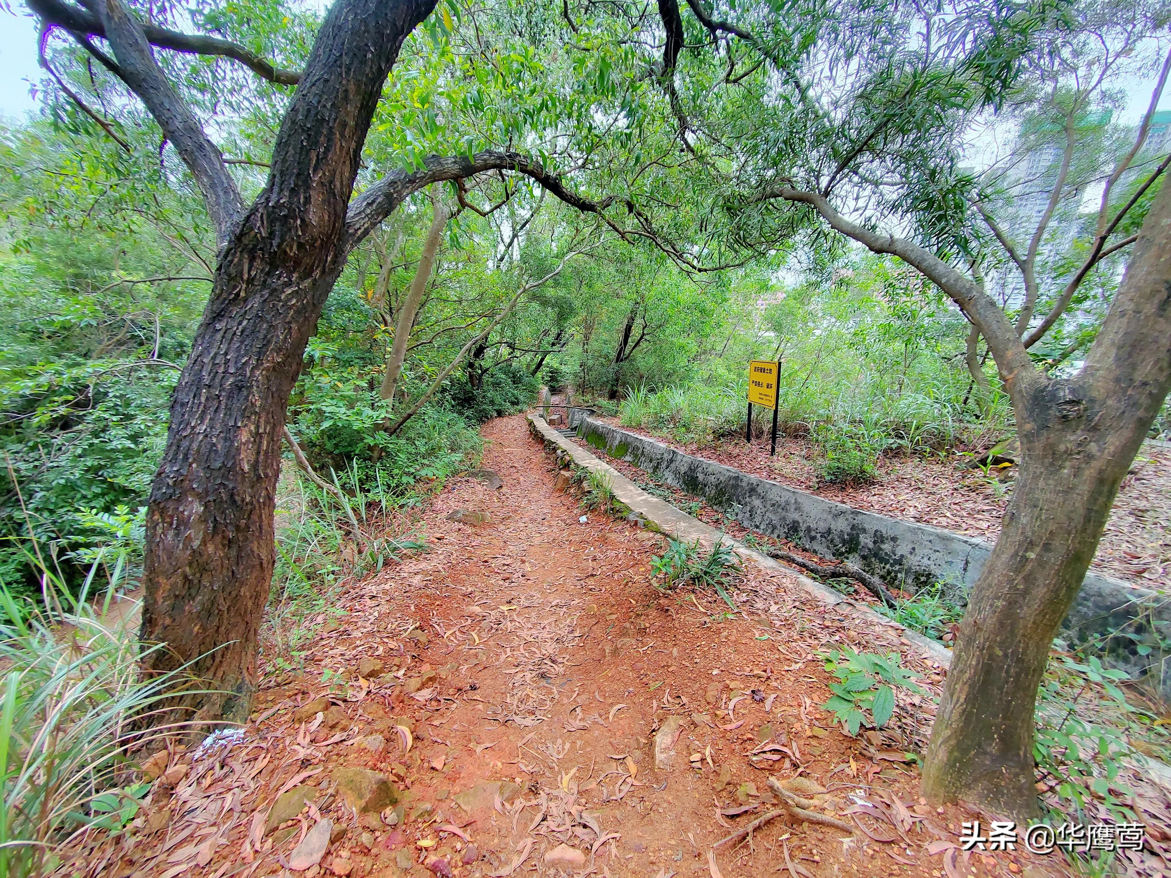 凤岗花园后面的原始森林