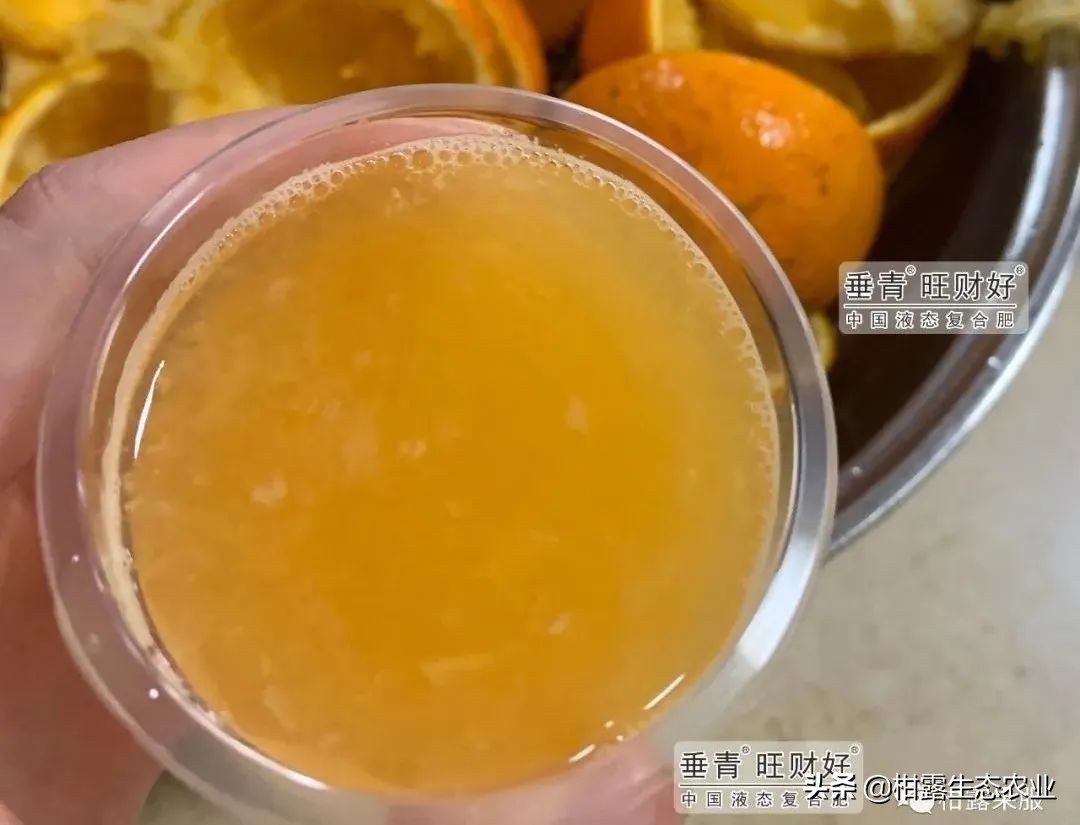 最有潜力的柑橘新品种是哪种,金桂蜜春橙简介