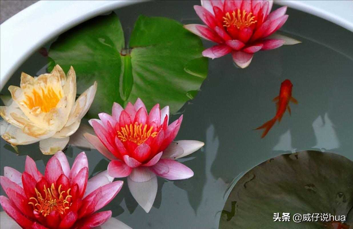 怎样让睡莲的缸清澈,虎斑睡莲爆缸