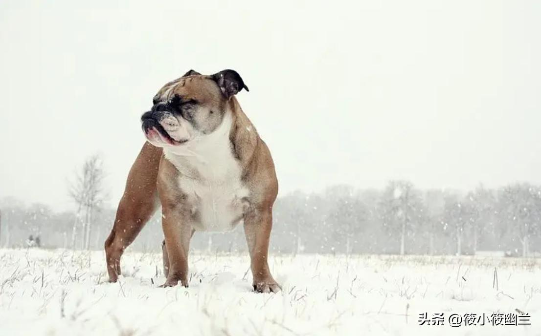 狗狗最常见十种疾病图,狗狗十大可怕事件