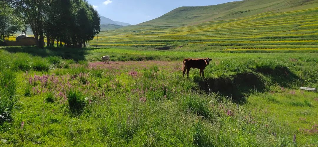 乡村产业发展的特征、规律和路径（深度阅读）