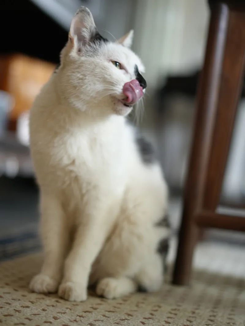 让小猫咪来治愈你,小猫咪可以治愈一切不开心的事情