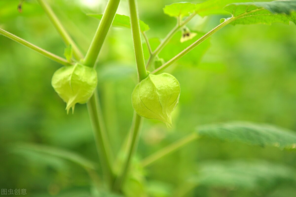 农村的野生“灯笼果”能吃吗？灯笼果有没有毒？