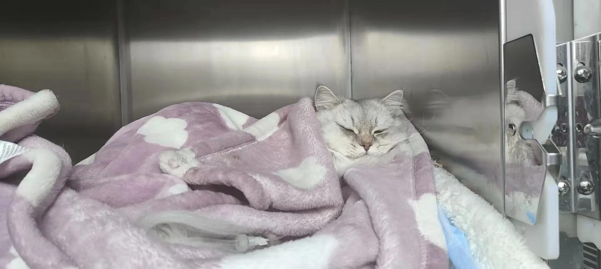 猫咪绝育打消炎针后呕吐,猫咪绝育后呕吐是什么情况