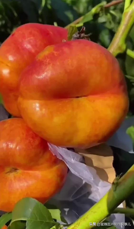 丰富美味的水果壁纸,甘甜适口的美味水果壁纸图片