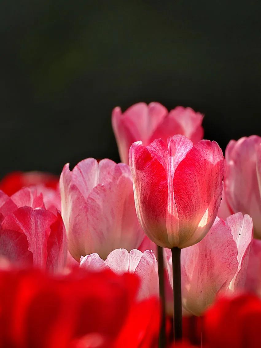 漂亮的郁金香随手一拍都是美景,春天的郁金香花海美得不可方物