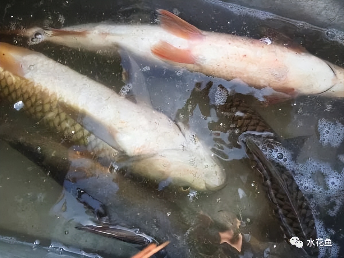 姘翠骇鍏绘畺鍒嗗瓙姘ㄥ拰绂诲瓙姘ㄧ殑鍖哄埆,璁よ瘑姘翠骇鍏绘畺