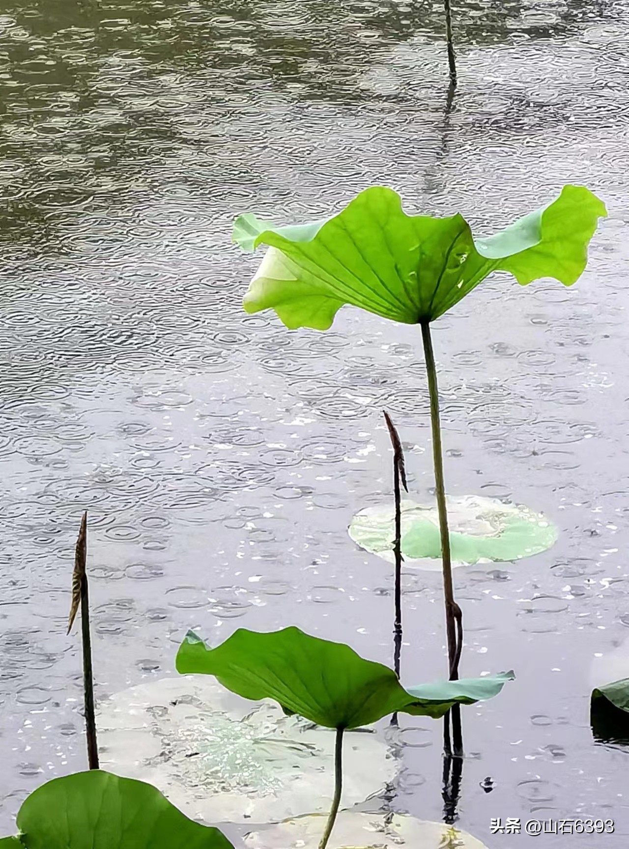 「战友美拍」“荷颂”系列17:陶俊峰的《荷叶之美》