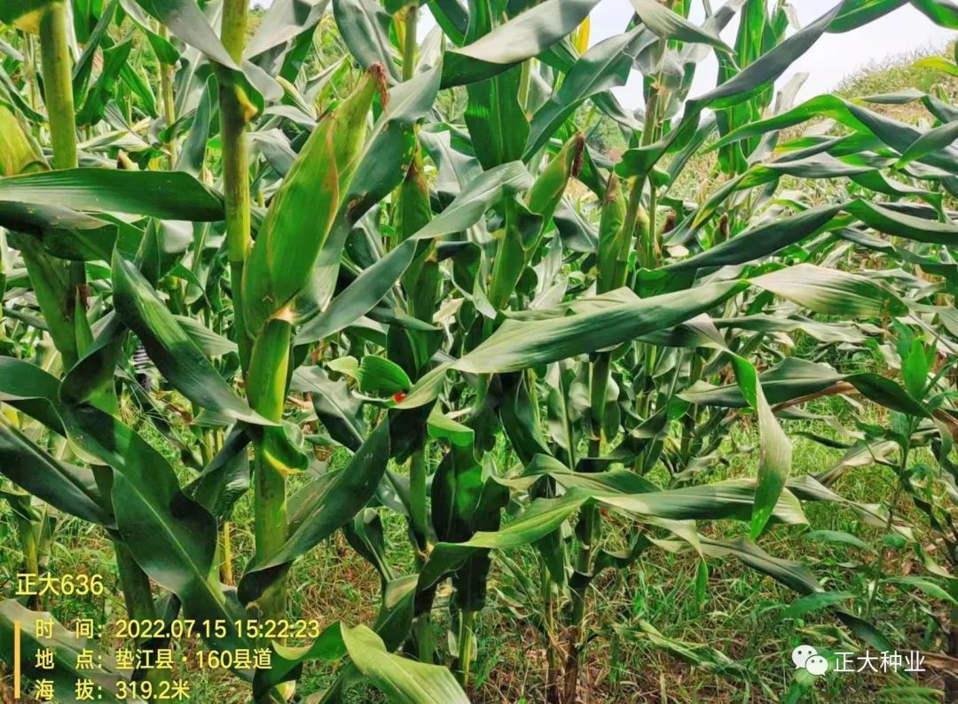 姝eぇ636鑻楁湡闀垮娍,姝eぇ636鏂板搧