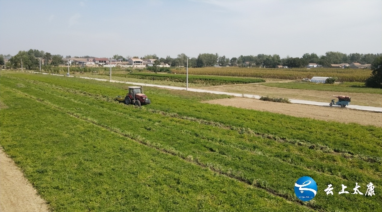 乡村振兴小果园,农民致富路上的金豆豆