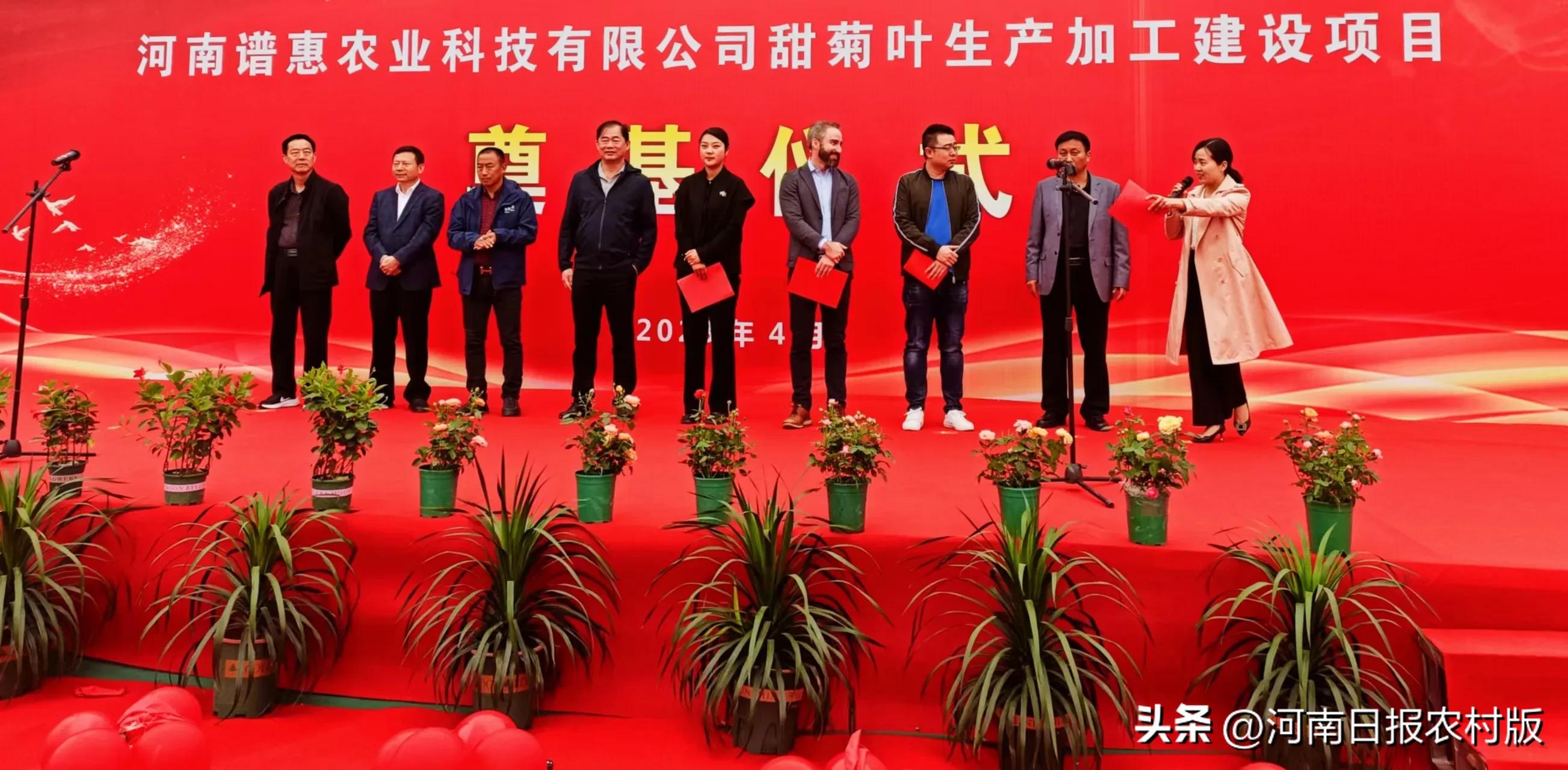 邓州市甜叶菊种植基地,促进产业发展农民增收