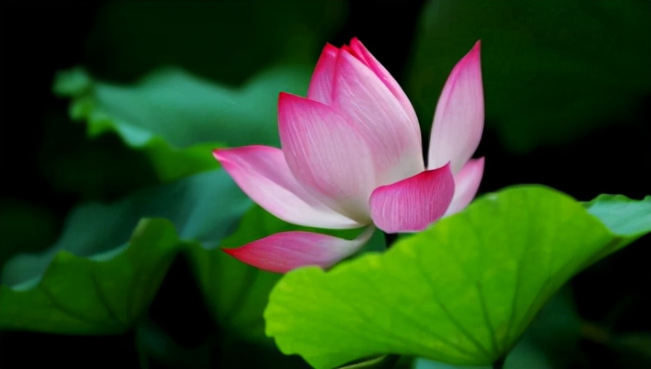 命里有时终须有凡事不要太强求,命里有时终须有做人要学会认命