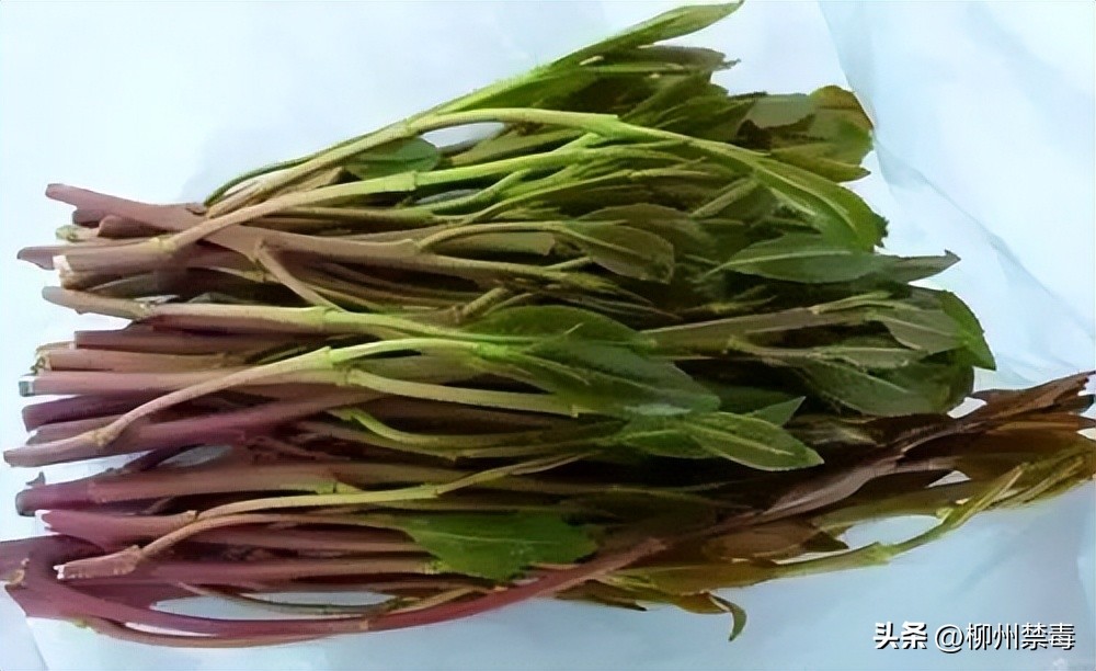 是“毒”还是“菜”？巧用微信“扫一扫”，*品毒**原植物立刻原形毕露！