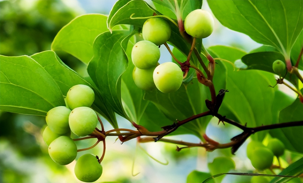 金刚藤有哪几种,金刚藤是什么样子的草药