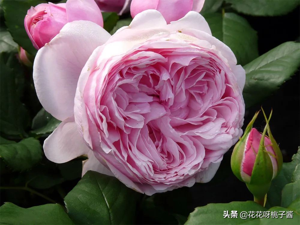 花期特别短暂开放好看的粉色月季,粉色可爱融化你的少女心月季