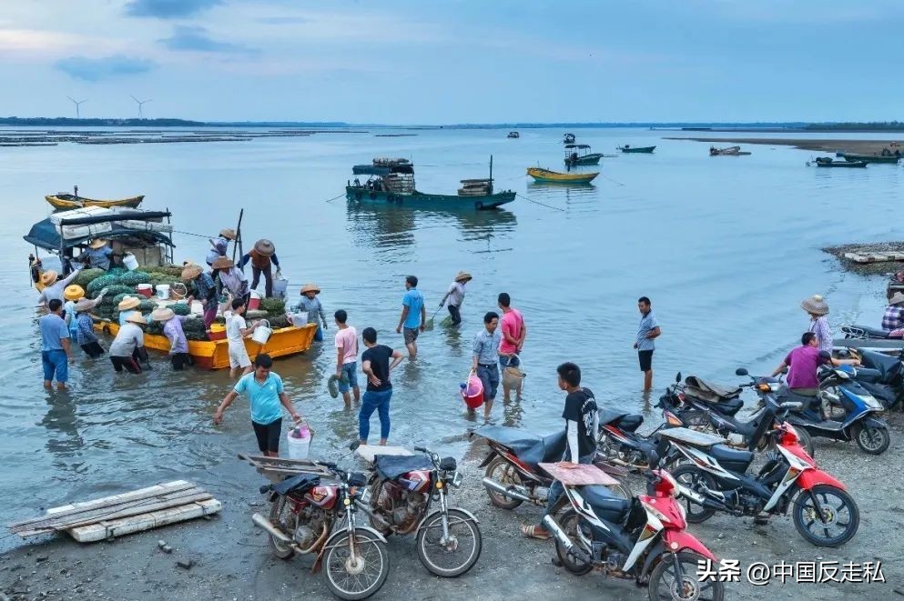 湛江海关缉私局走私最新新闻,湛江海关缉私事件