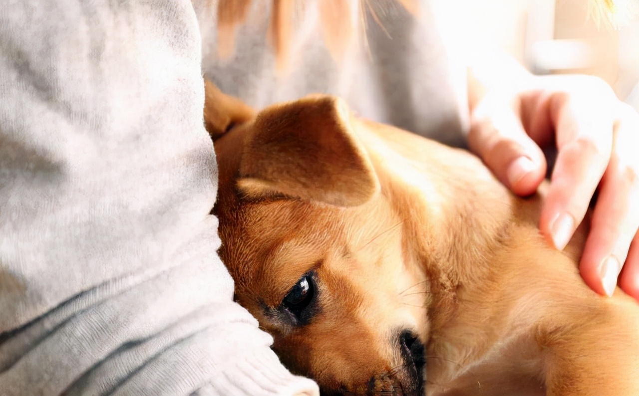 我家狗只吃饭不吃狗粮怎么回事,狗狗挑食不吃狗粮主人有办法